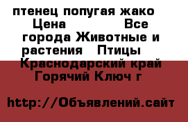 птенец попугая жако  › Цена ­ 60 000 - Все города Животные и растения » Птицы   . Краснодарский край,Горячий Ключ г.